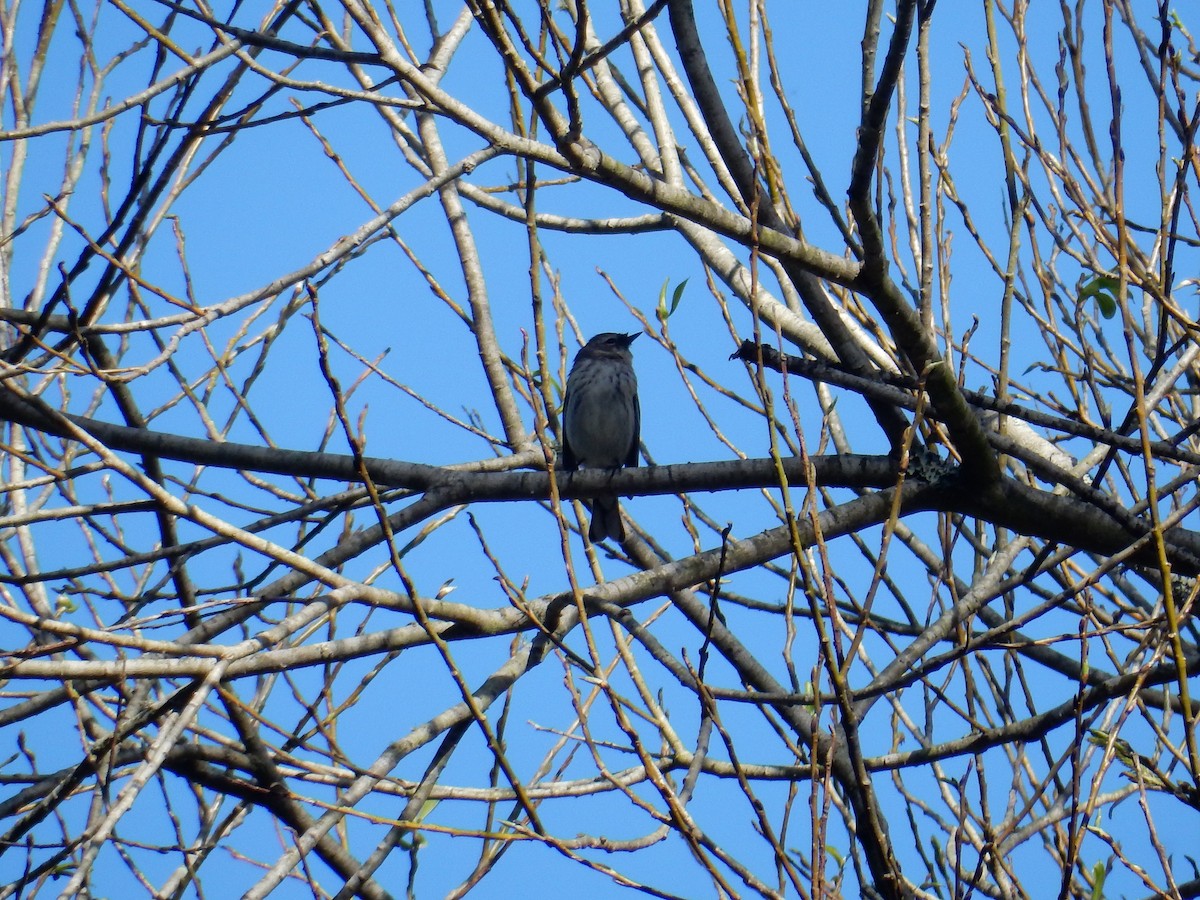 Yellow-rumped Warbler - ML422753491