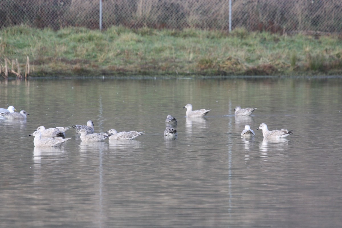 Iceland Gull (Thayer's) - ML422753811