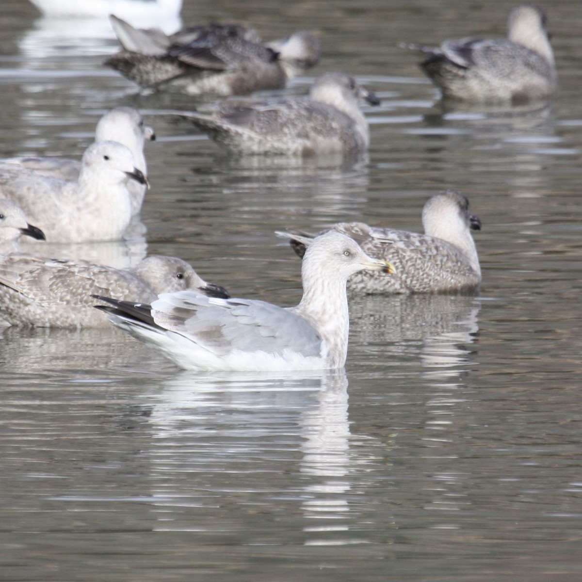 Herring Gull (American) - ML422754341