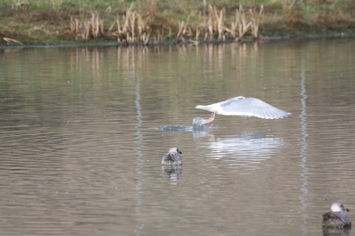 Glaucous-winged Gull - ML422754481