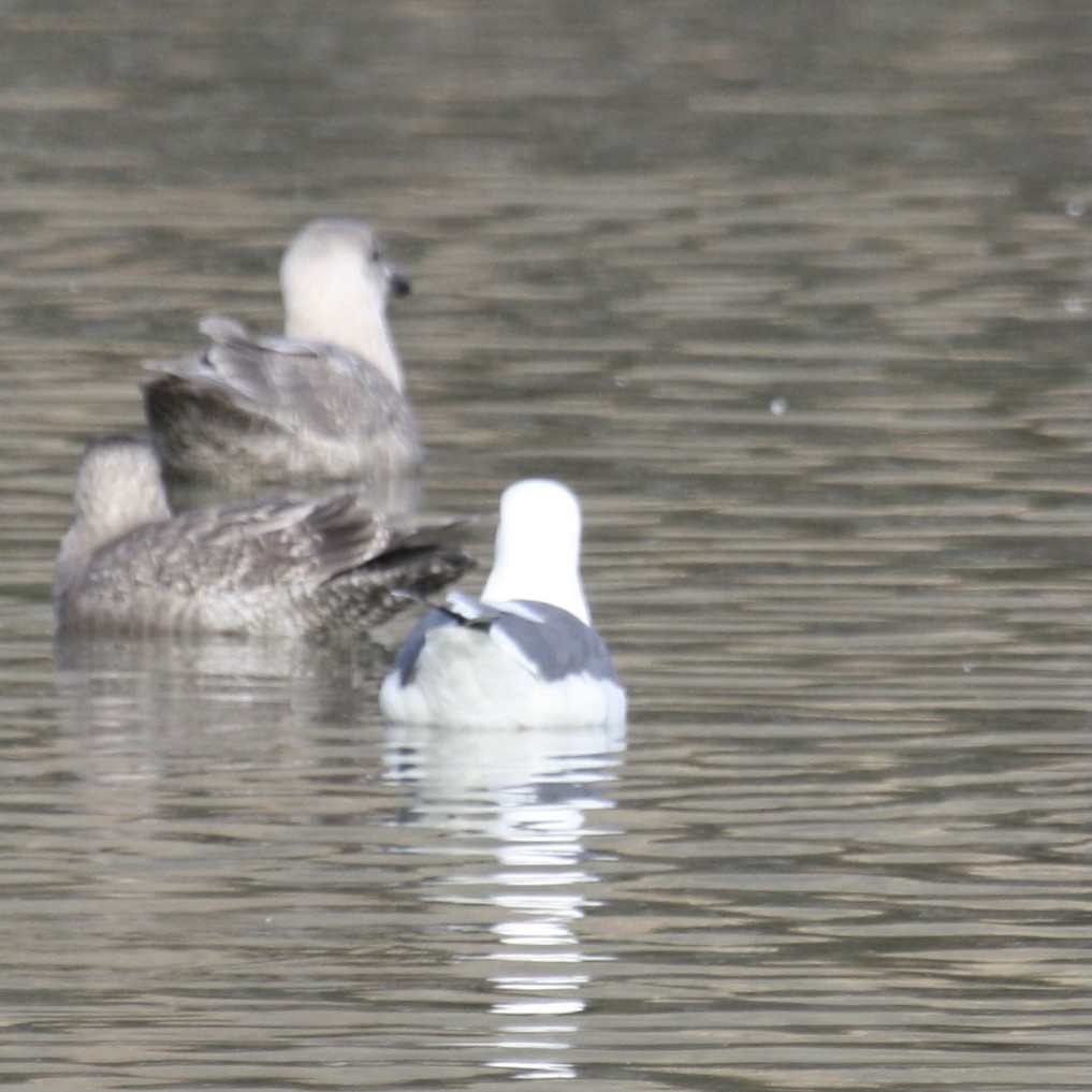 Western Gull - ML422754801