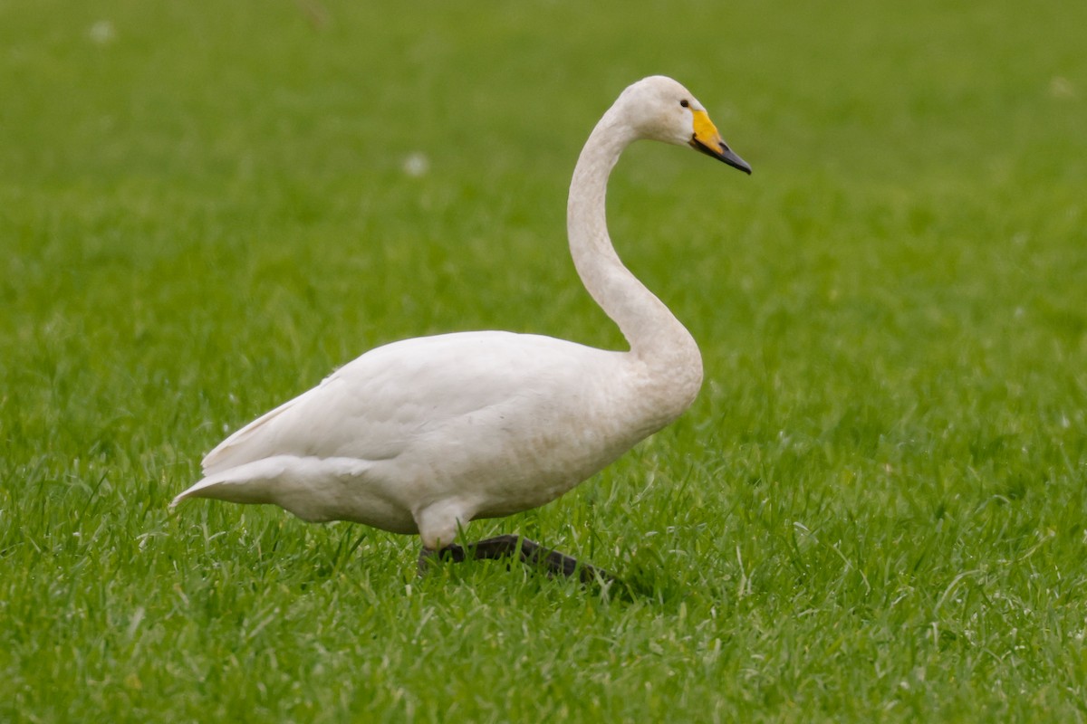 Whooper Swan - ML422754811