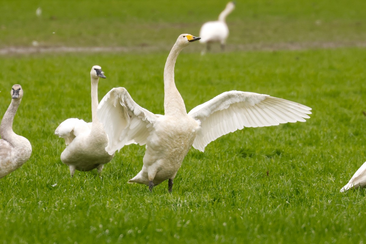 Whooper Swan - ML422754821