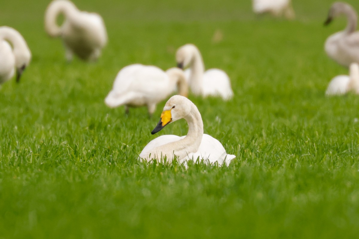 Whooper Swan - ML422755141