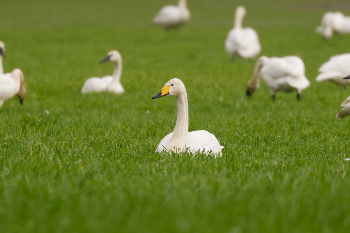 Whooper Swan - ML422755161