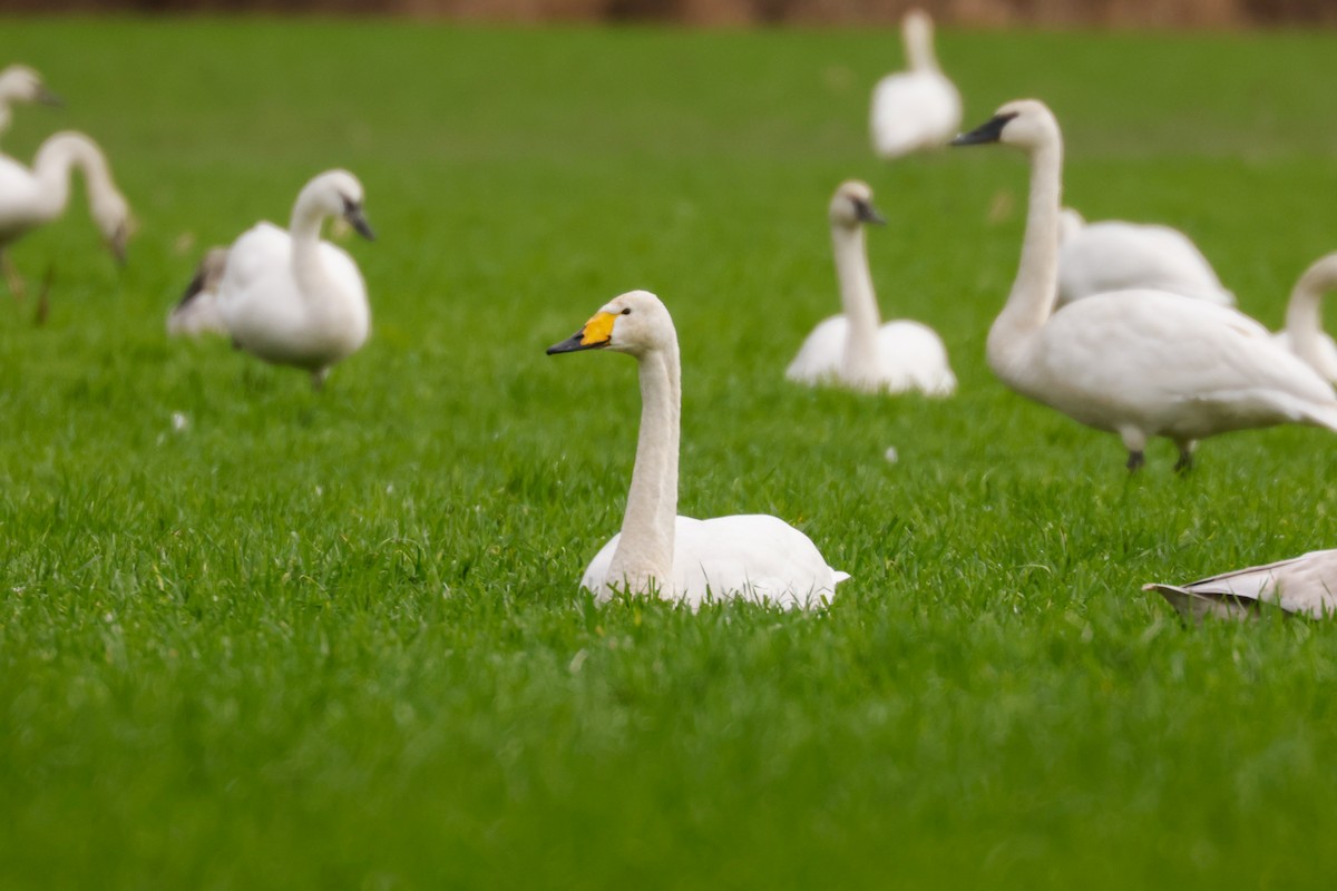 Whooper Swan - ML422755171