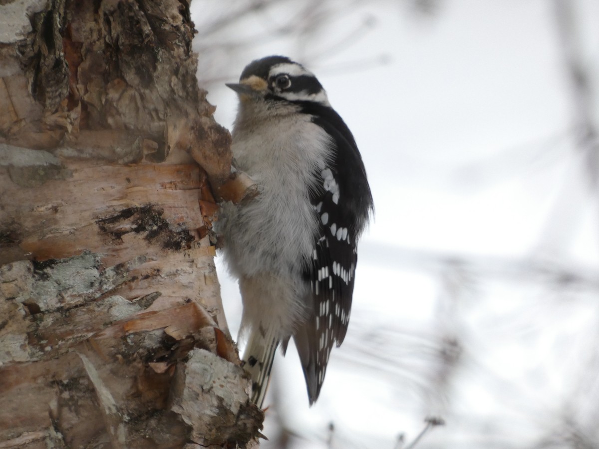 Downy Woodpecker - ML422755181