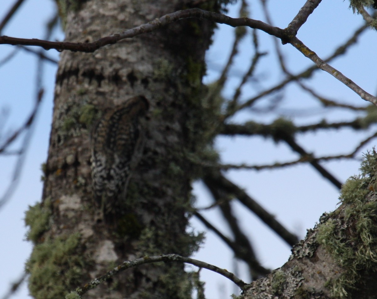 Yellow-bellied Sapsucker - ML422755671