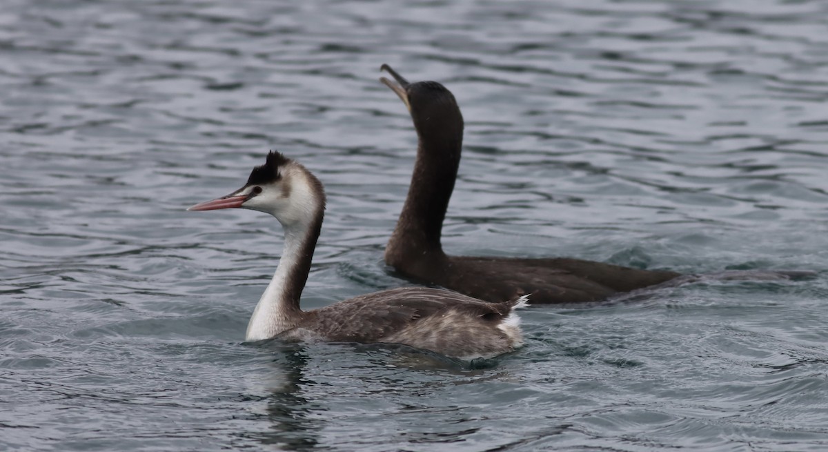 Great Crested Grebe - ML422756481