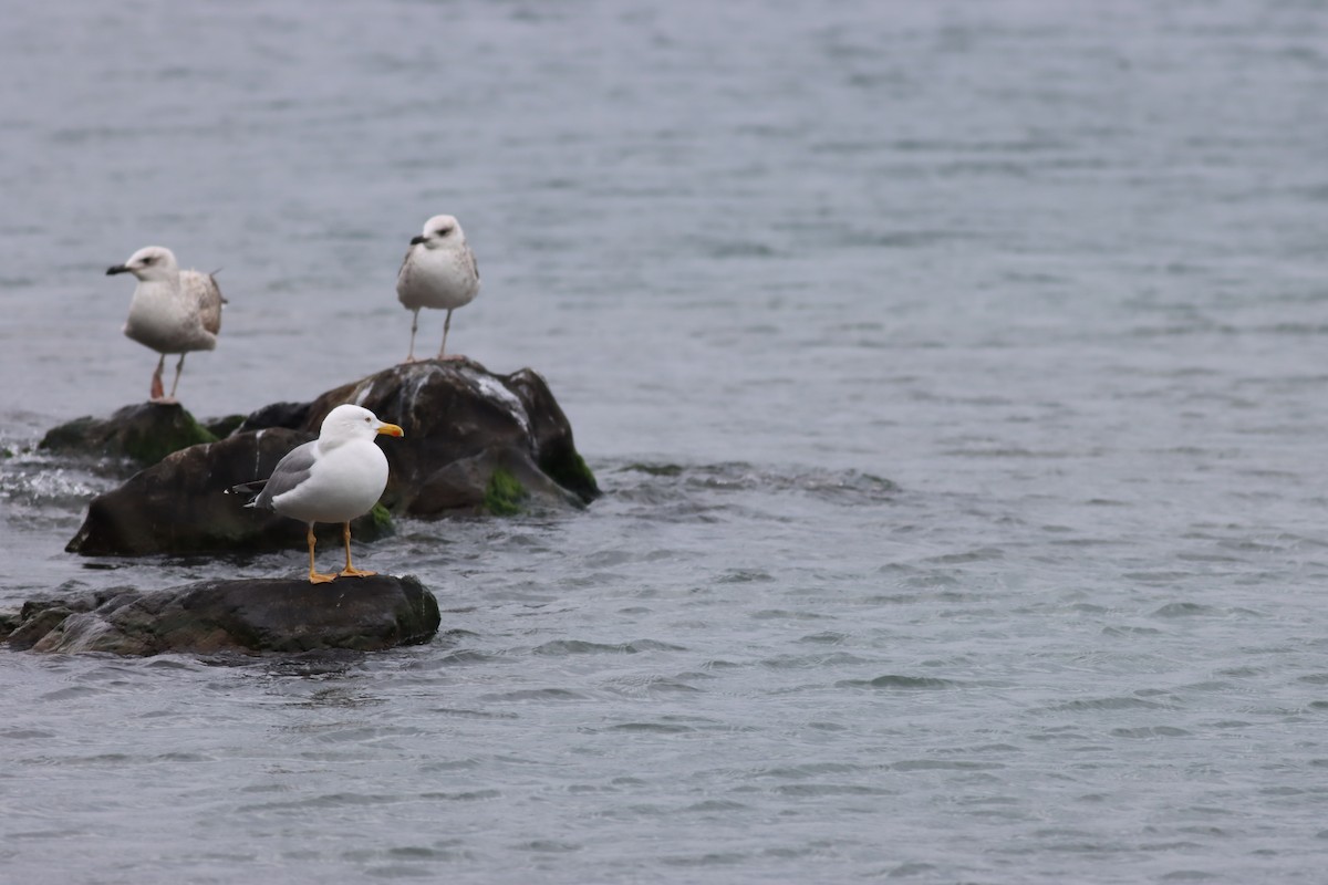 Yellow-legged Gull - ML422756881