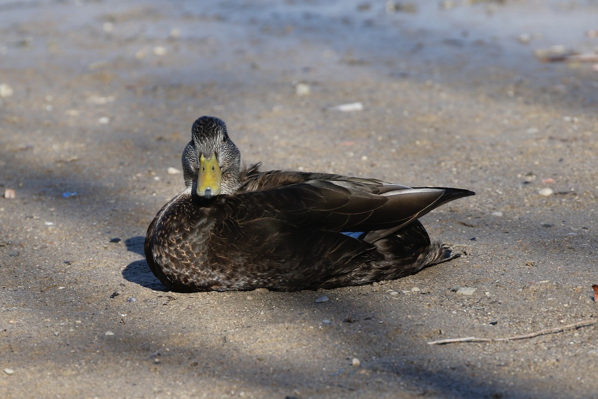 Canard noir - ML422757421