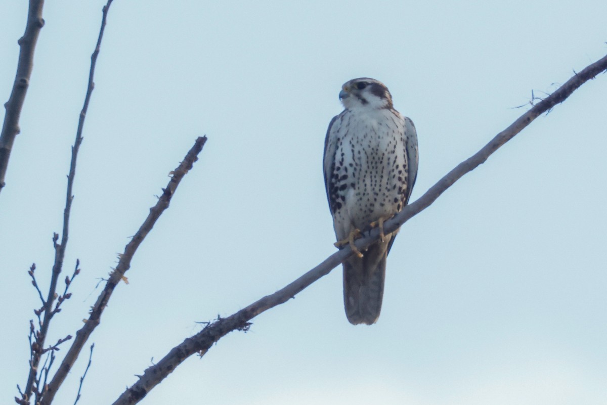 Prairie Falcon - ML422757661