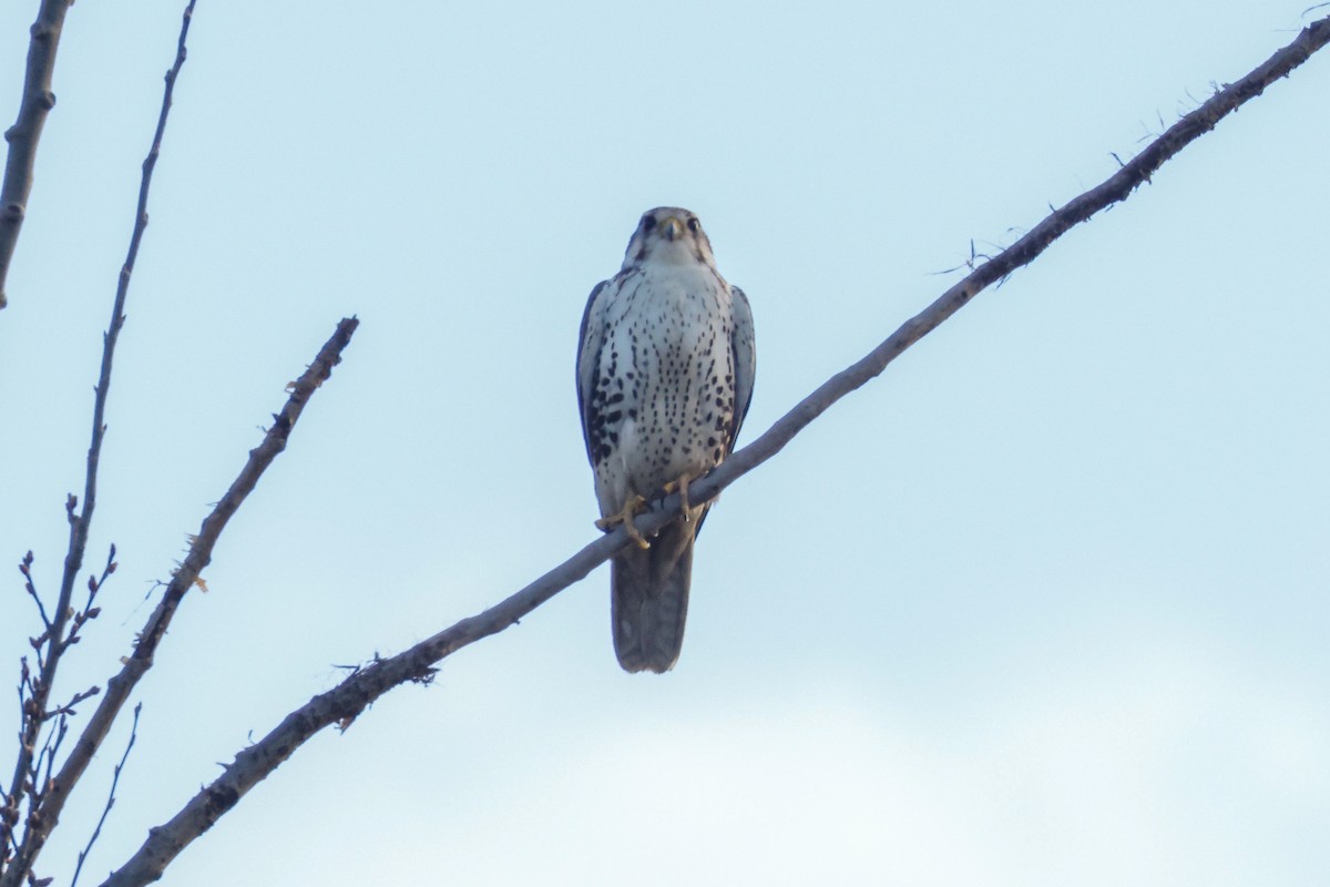 Faucon des prairies - ML422757671