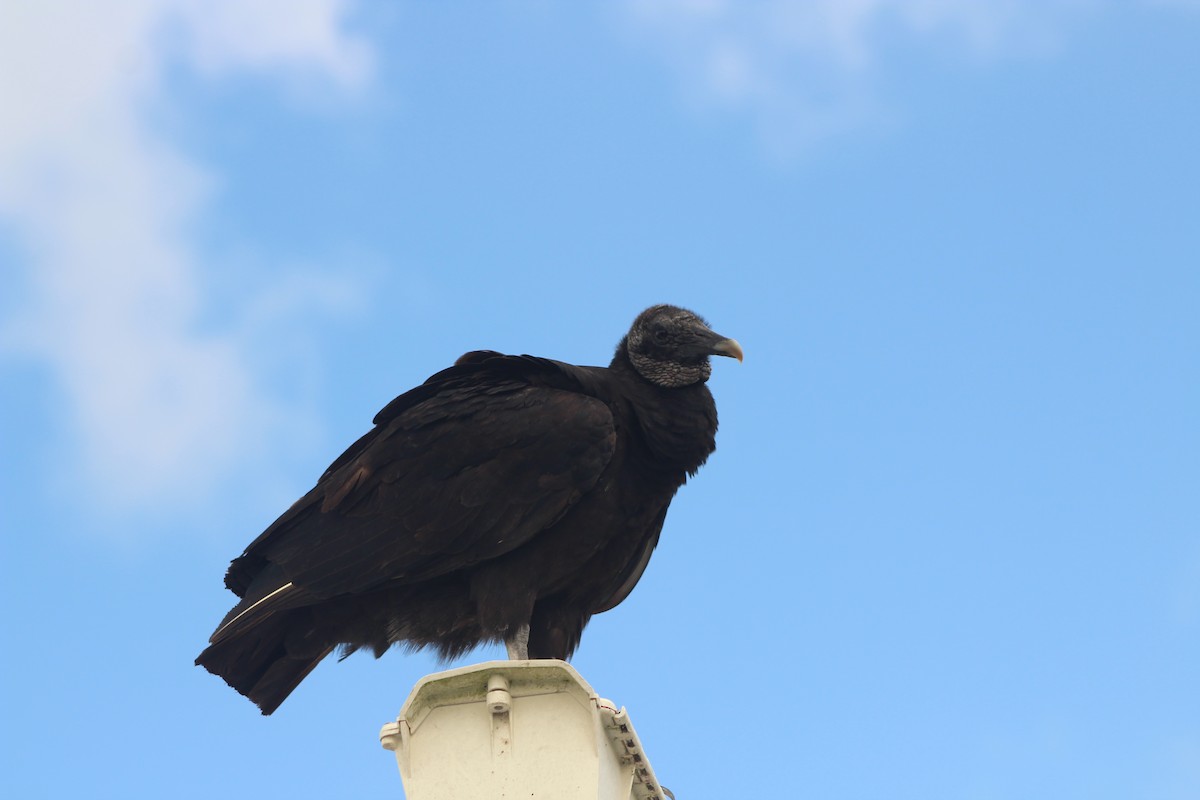 Black Vulture - ML422758401