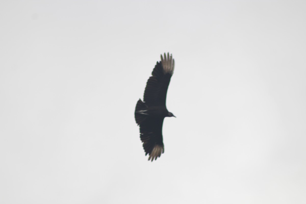 Black Vulture - ML422758541