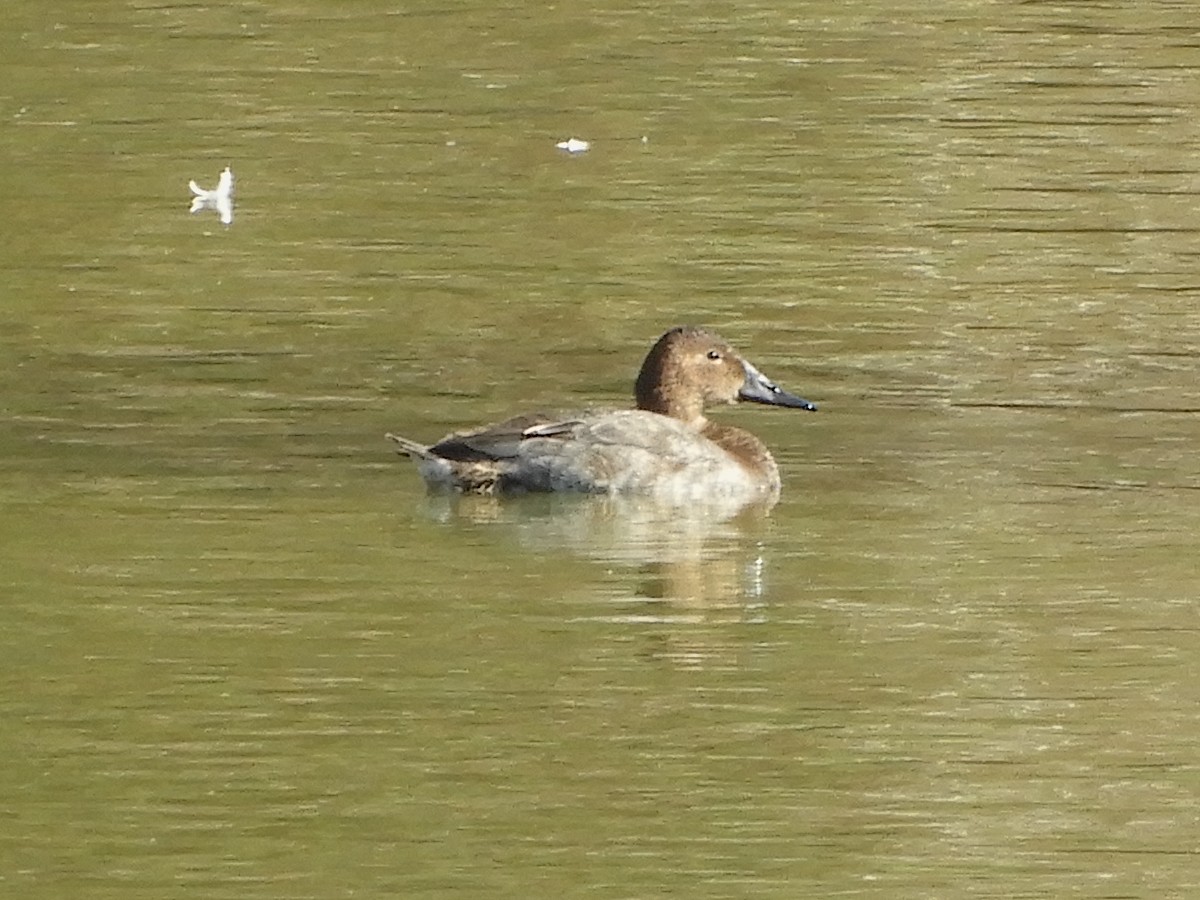 Canvasback - ML422762901