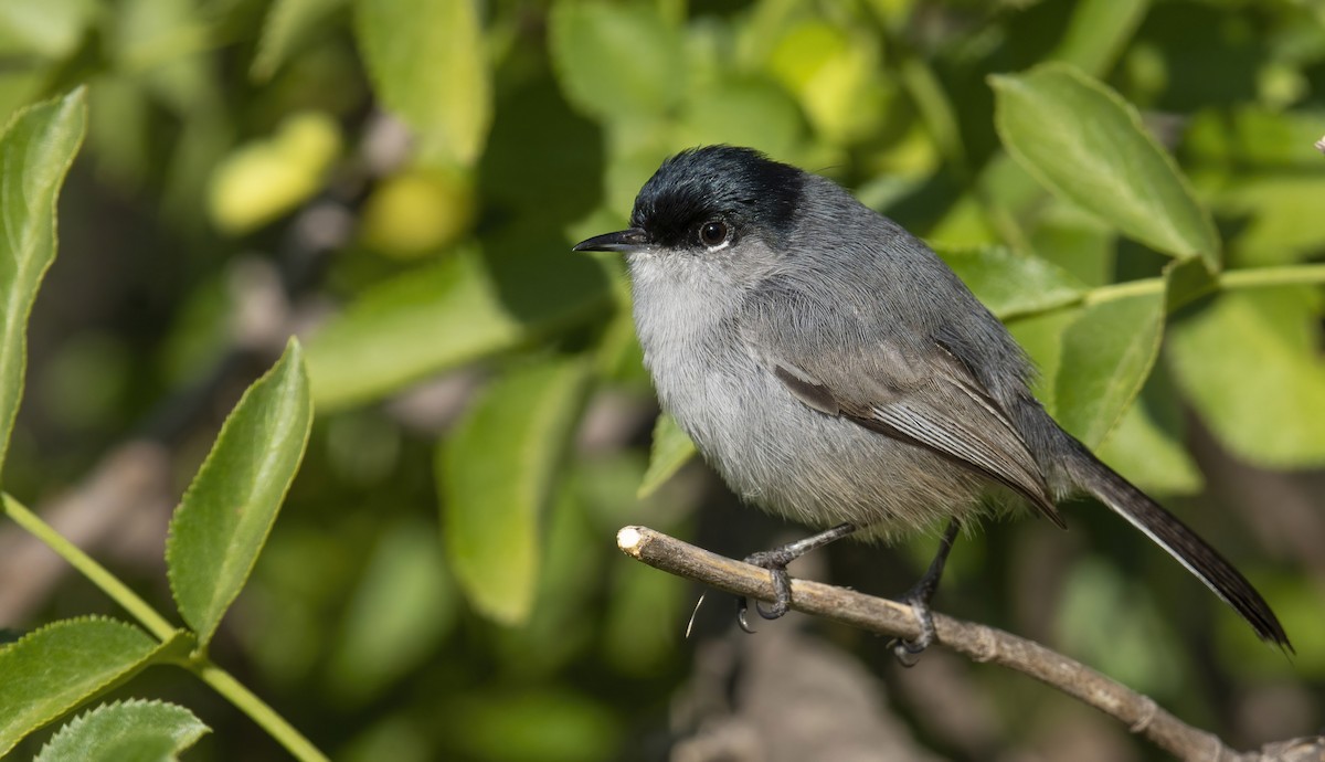 California Gnatcatcher - ML422763421