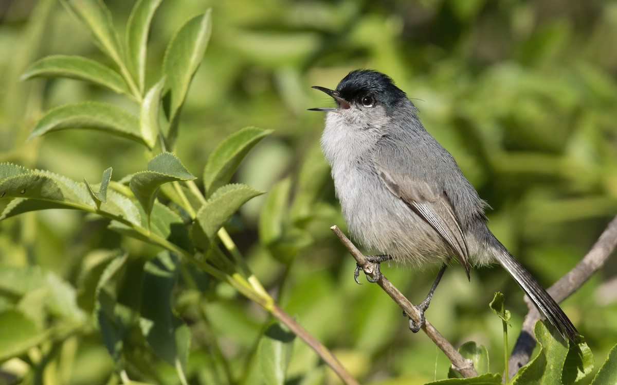 California Gnatcatcher - ML422763431