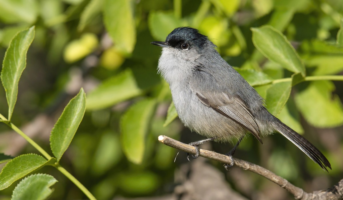 California Gnatcatcher - ML422763511