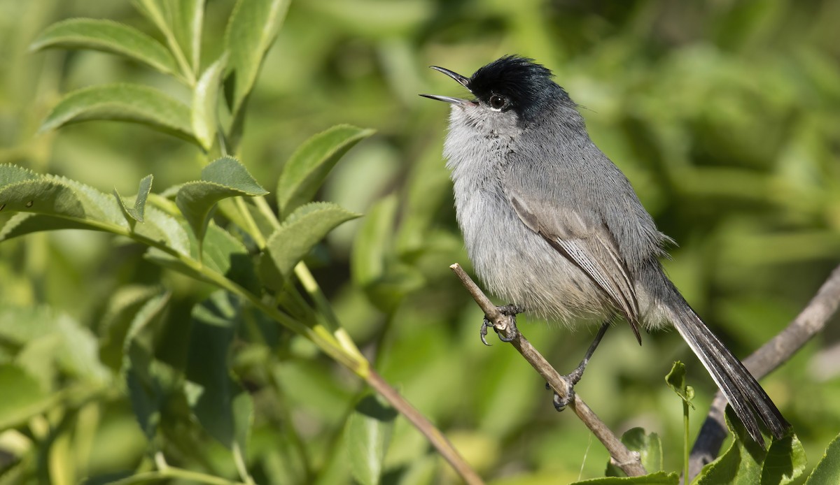 California Gnatcatcher - ML422763841