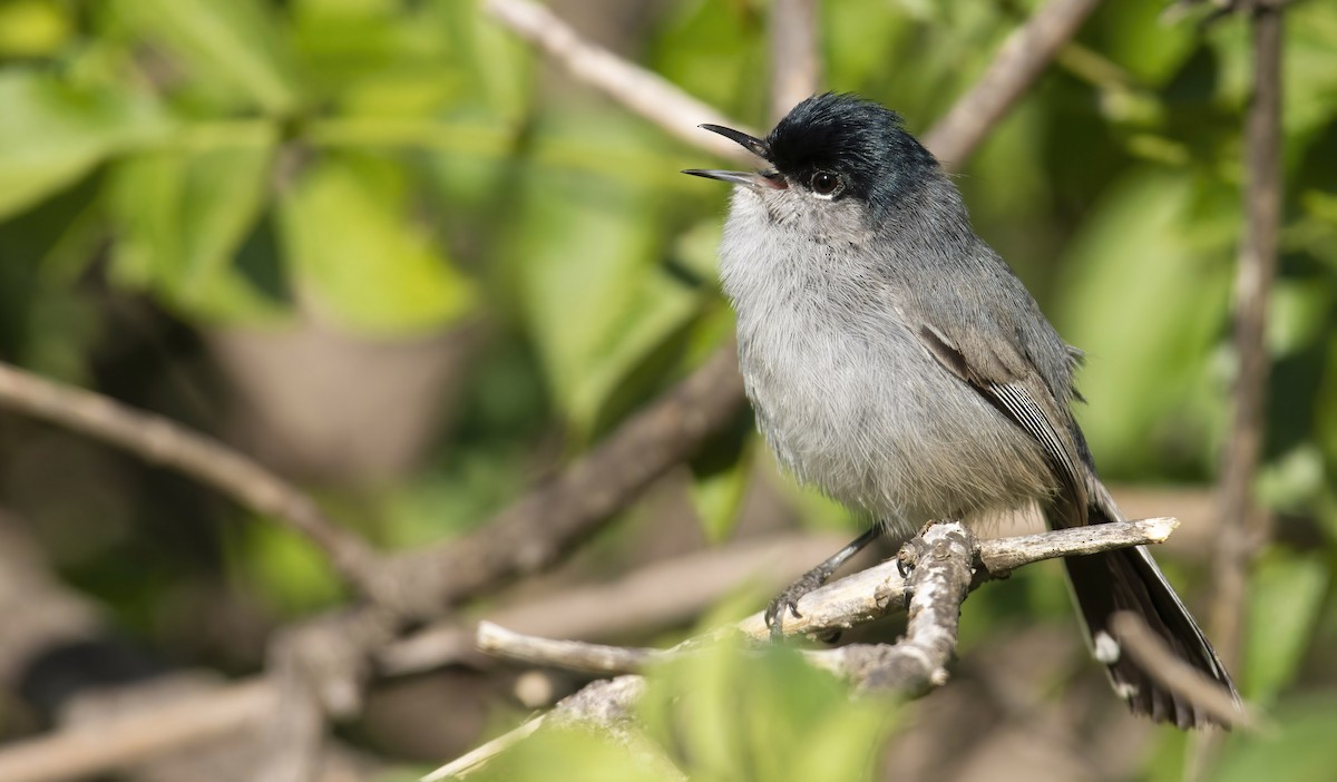 California Gnatcatcher - ML422763851