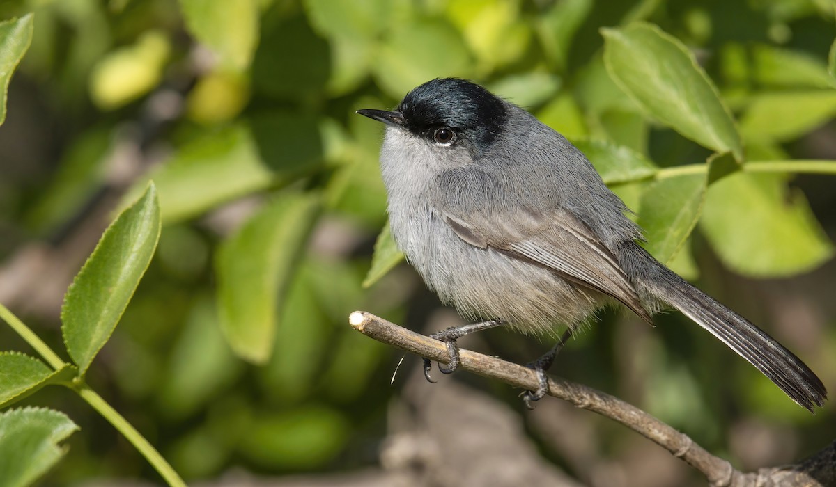 California Gnatcatcher - ML422763871