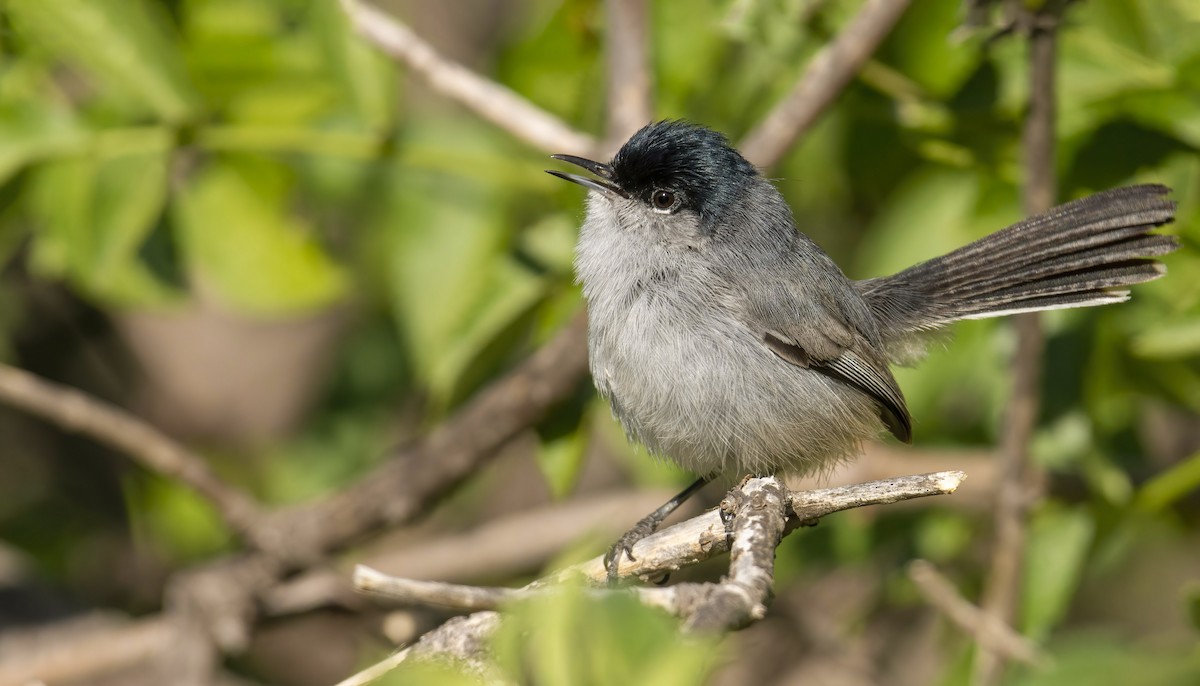 California Gnatcatcher - ML422763931