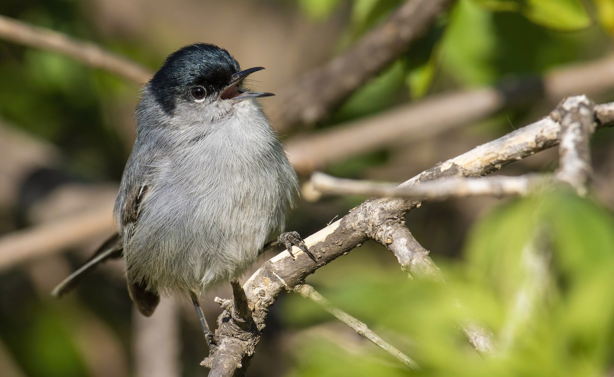 California Gnatcatcher - ML422763941