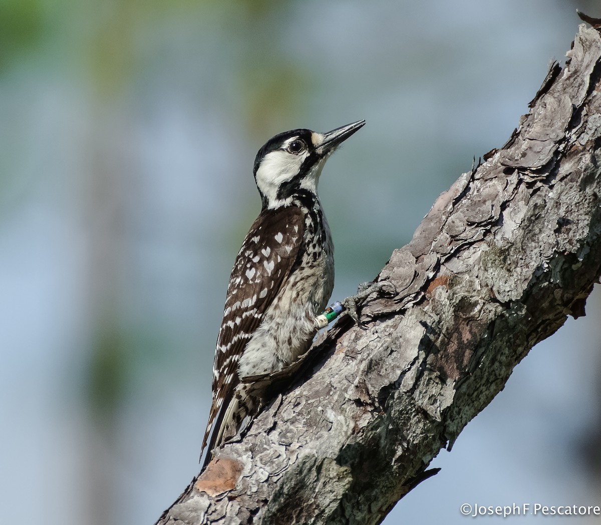 Red-cockaded Woodpecker - Joseph Pescatore