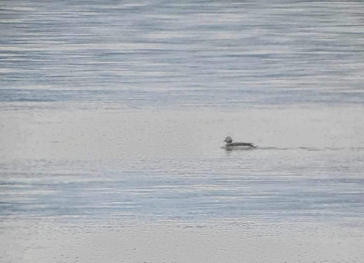 Long-tailed Duck - Daniel Casey