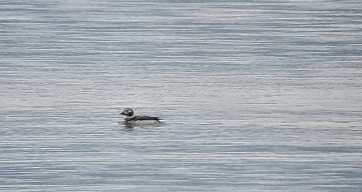 Long-tailed Duck - Daniel Casey