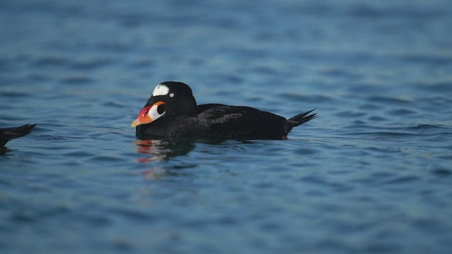 Surf Scoter - ML422765021