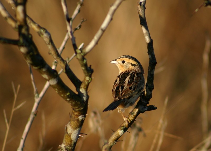 LeConte's Sparrow - Richard Kaskan