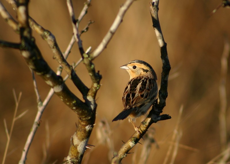 LeConte's Sparrow - ML42276541