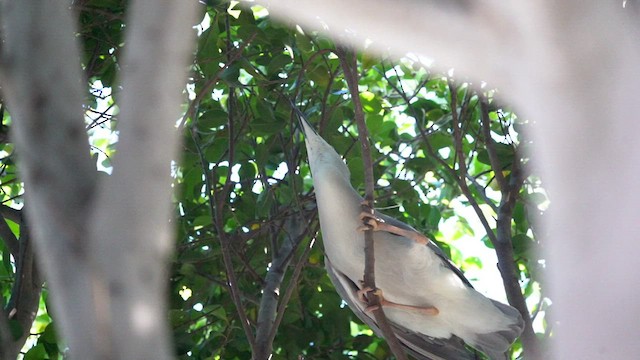 Black-crowned Night Heron - ML422765431