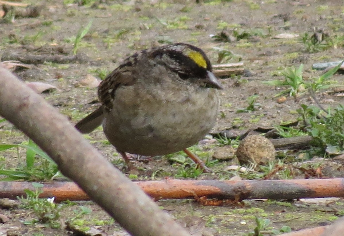 Golden-crowned Sparrow - ML422766281