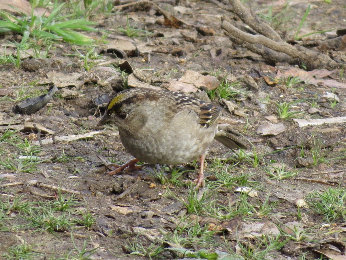 Golden-crowned Sparrow - ML422766311