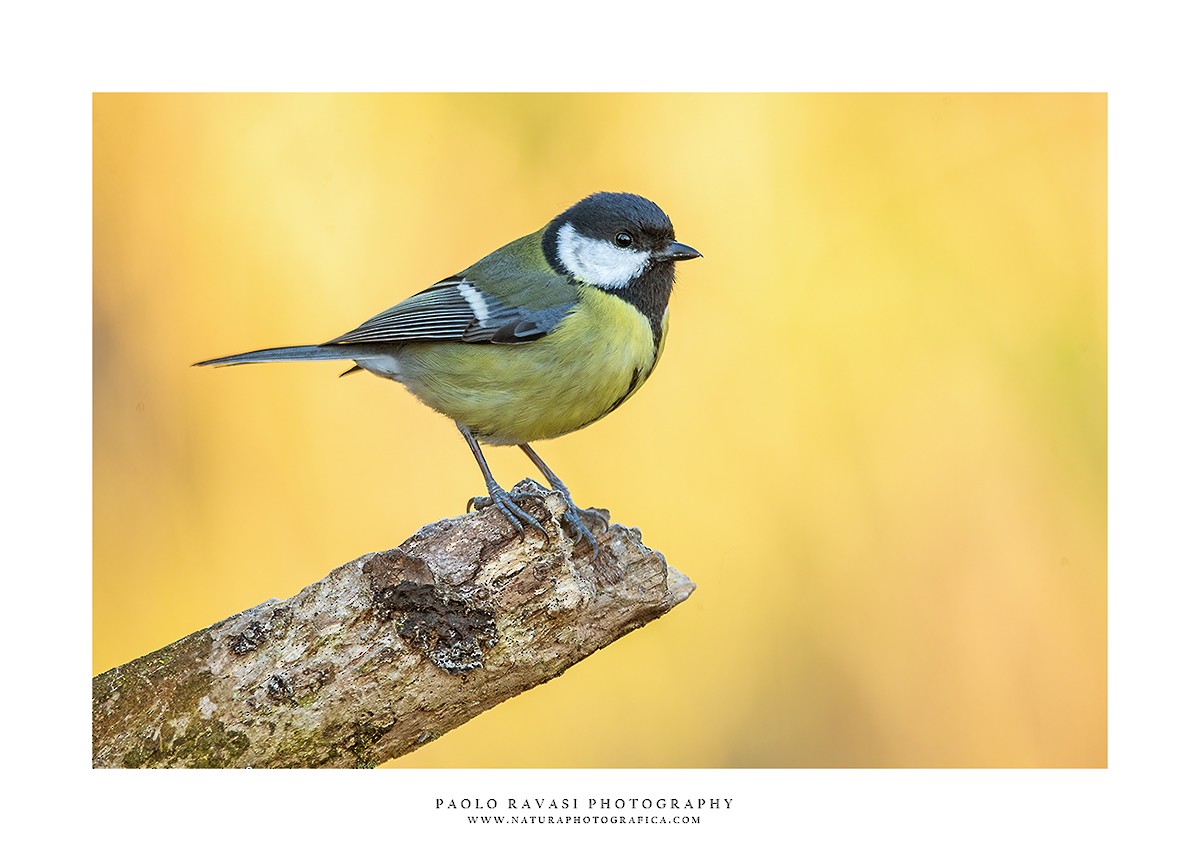 Mésange charbonnière - ML422766791