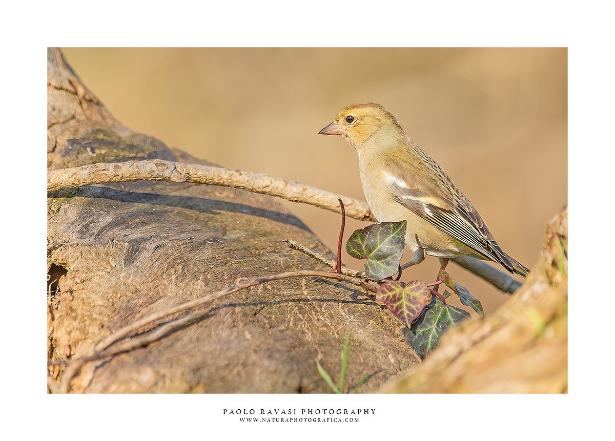 Common Chaffinch - ML422766951