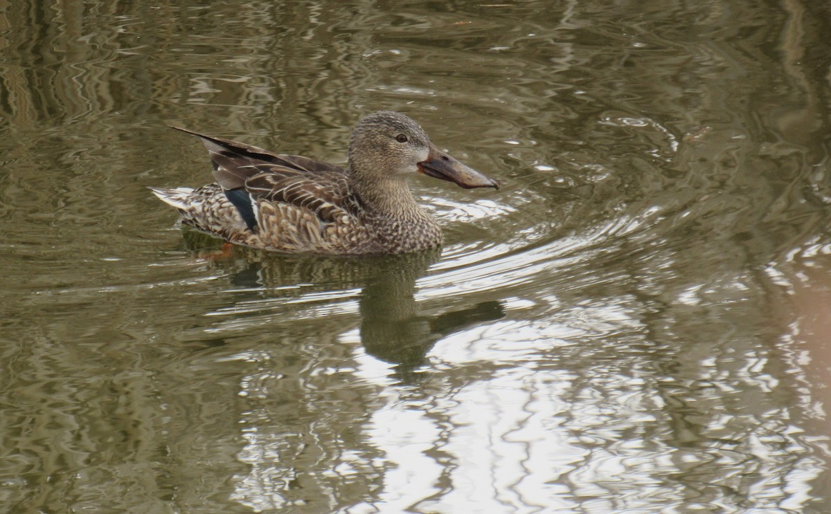 Northern Shoveler - ML422768461