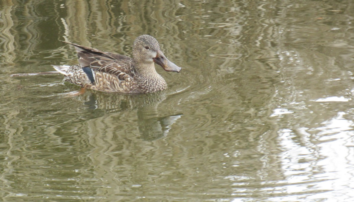 Northern Shoveler - ML422768481