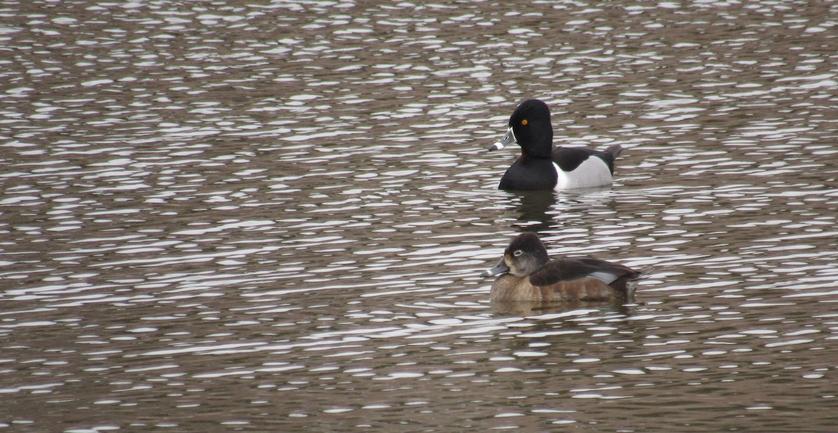 Ring-necked Duck - ML422768551