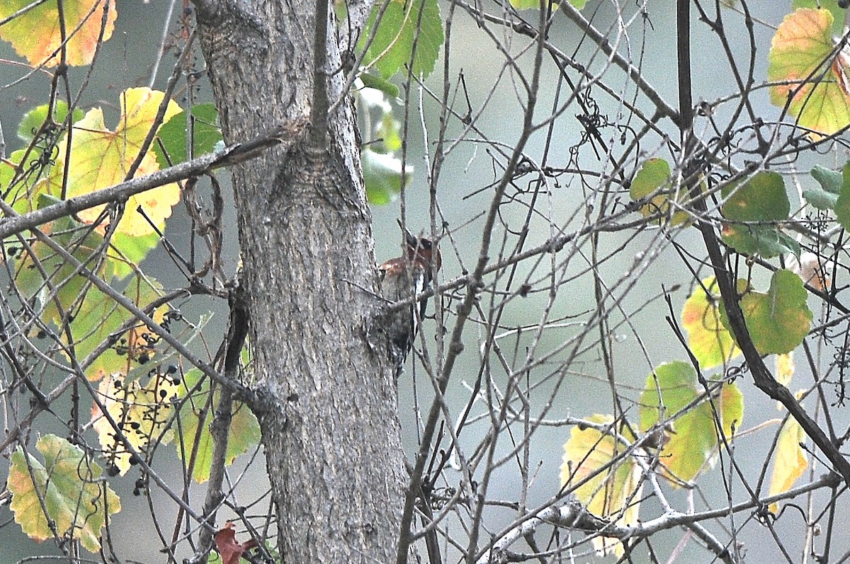 Red-breasted Sapsucker - Cory Gregory