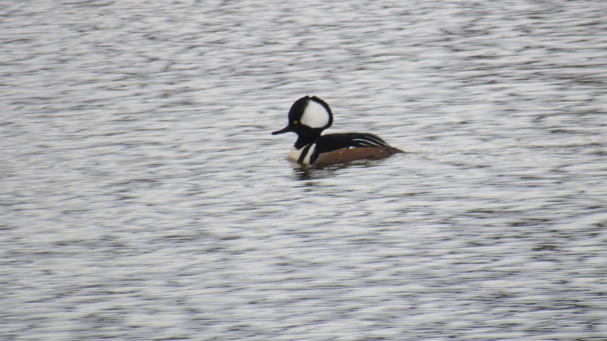 Hooded Merganser - ML422768741