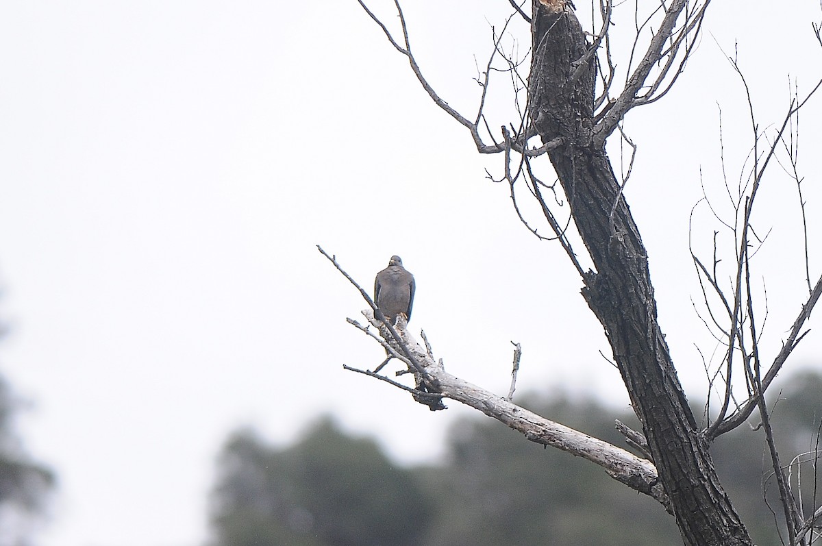 Band-tailed Pigeon - Cory Gregory