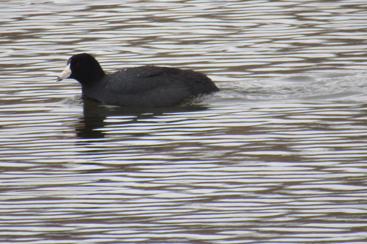 American Coot - ML422768861