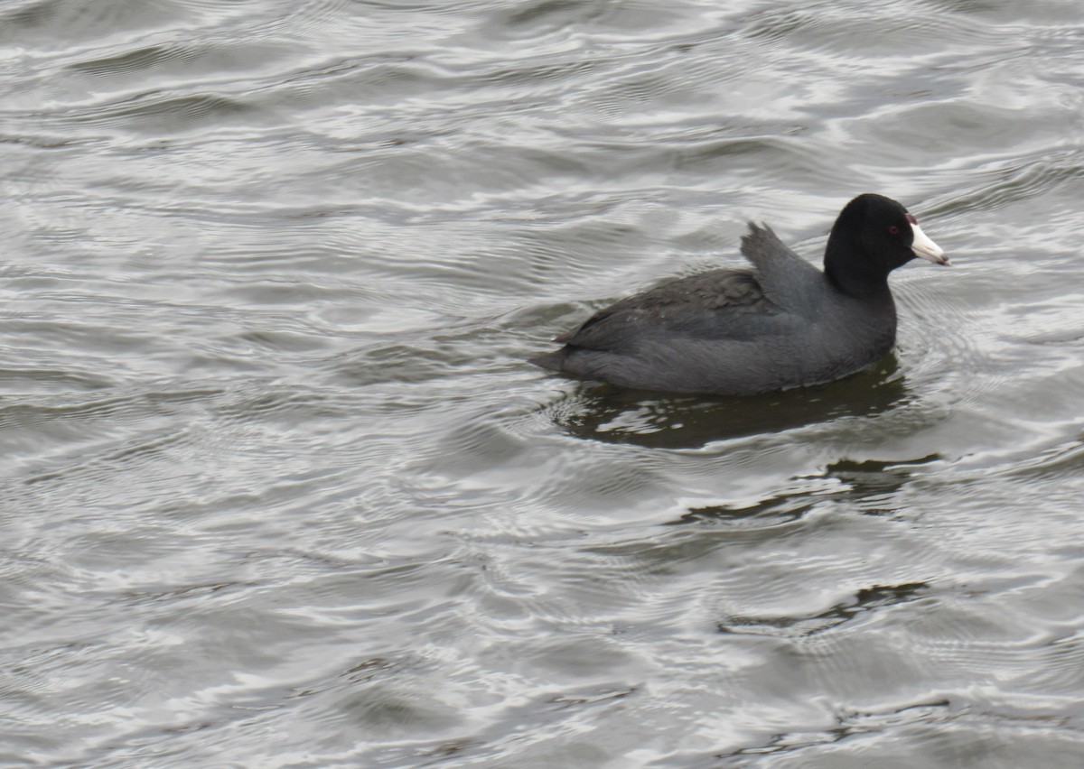 American Coot - ML422768911