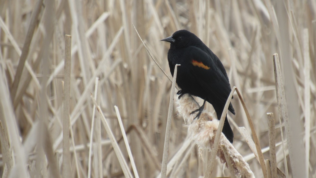 Red-winged Blackbird - ML422769021