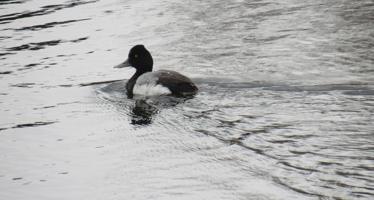 Lesser Scaup - ML422769191
