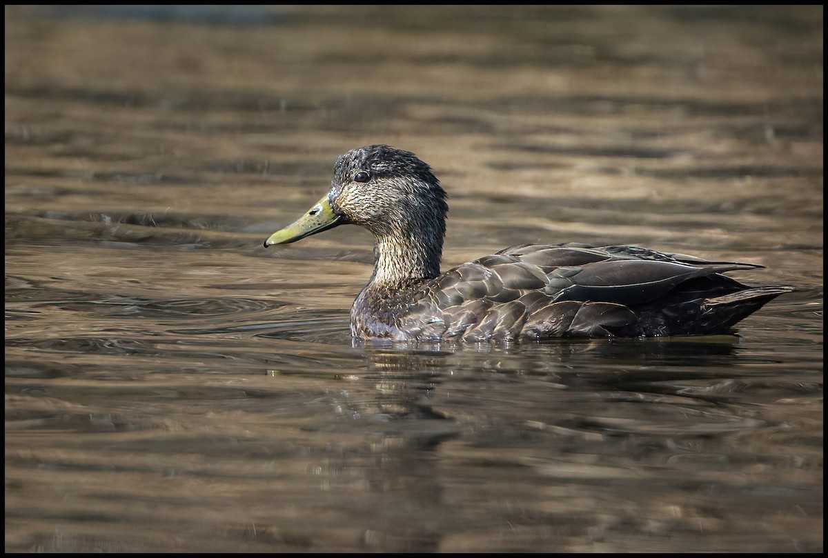American Black Duck - Jim Emery